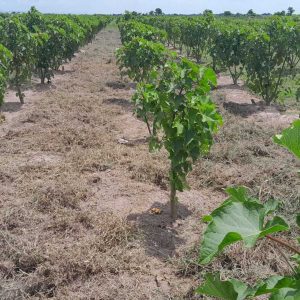 Jatropha Trees