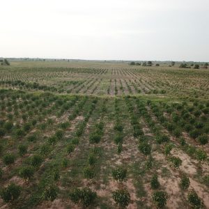Early Stages of the development of Jatropha Trees