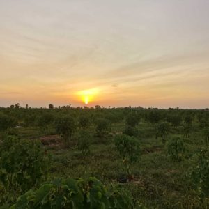 Sunsetting Over the Growing of the Jatropha Trees