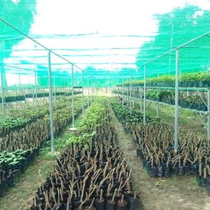 The Beginning Stages of our Jatropha Trees Nursery
