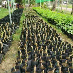 First Stage of Land Preparation
