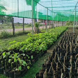 First Stage of Land Preparation