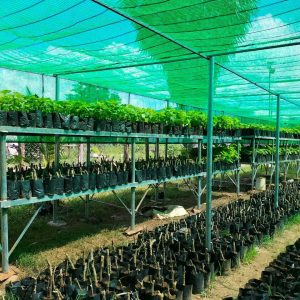 First Stage of Land Preparation