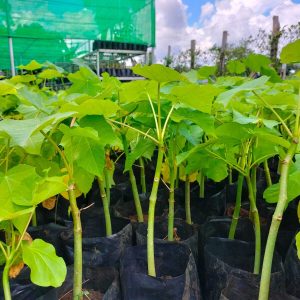Fourth Month of the Baby Jatropha